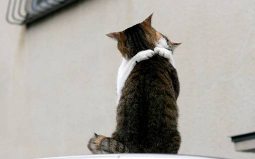 Любовь кошек