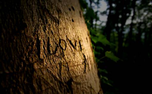 Надпись на дереве: I Love You