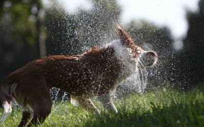 Собака стряхивает с себя воду