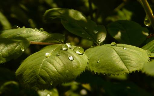 Капельки воды
