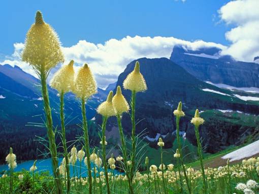 Желтые цветы в горах