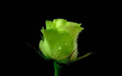 Салатовая роза