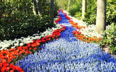 Цветы в Голландии