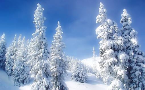 Снежные елки
