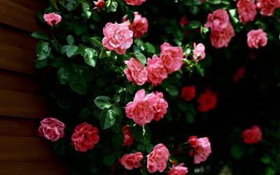 Розовые, нежность
