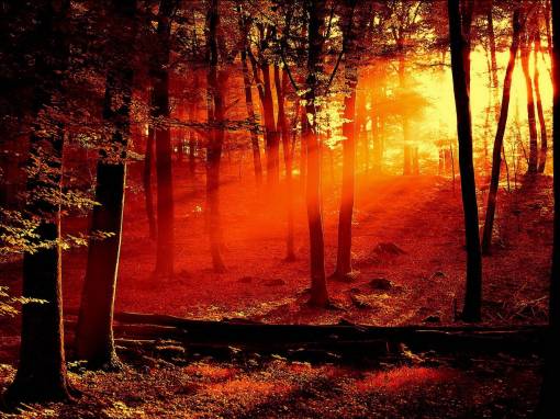В красных красках лес