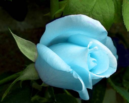 Голубой светящийся цветок