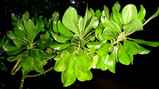 Тропическое растение с большими листьями
