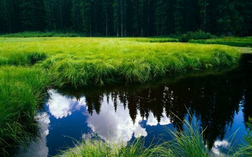 Вода в болоте