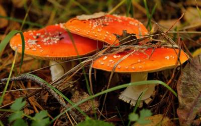 Оранжевые грибы