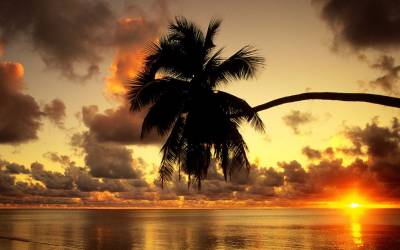 Пальма на тропическом острове