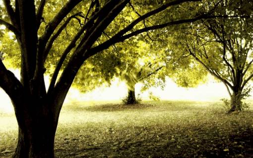 Желтые листья на деревьях