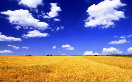 Пшеница в русском поле