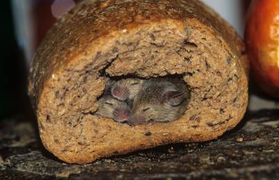 Мыши в хлебе