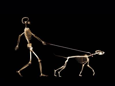 Скелеты на прогулке