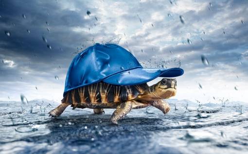 Черепаха под кепкой под дождем
