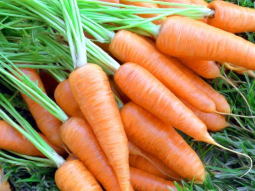 Морковный урожай