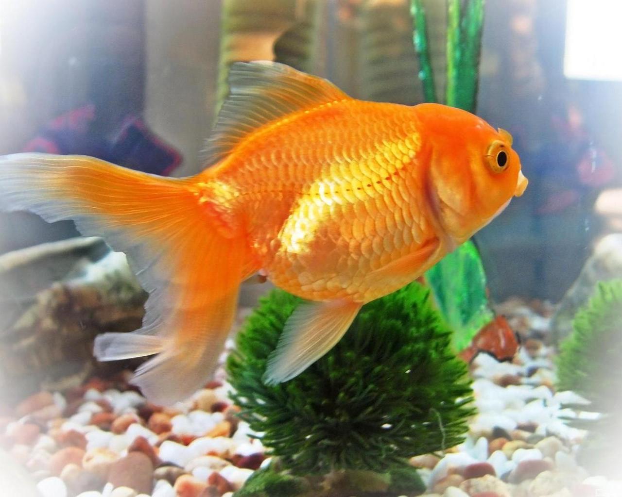 Золотая рыбка обои, скачать картинки на рабочий стол Фото в аквариуме .