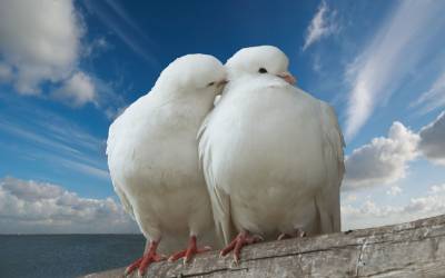 Любовь голубей