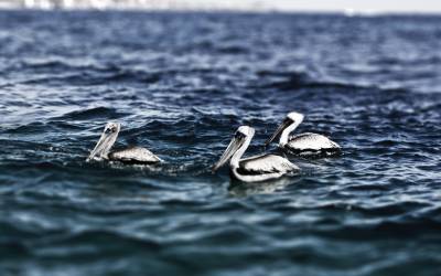 Пеликаны на море
