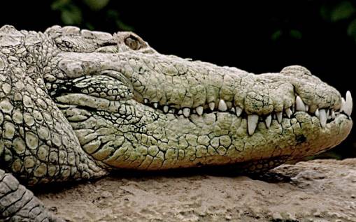 Морда крокодила