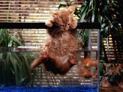 Кот нырнул в аквариум