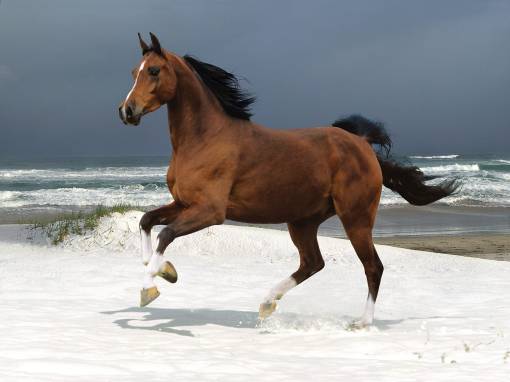 Конь на пляже