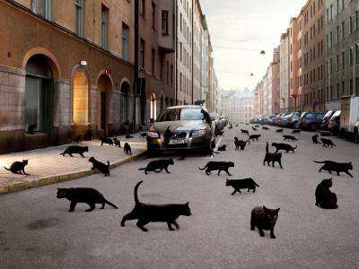 Черные кошки