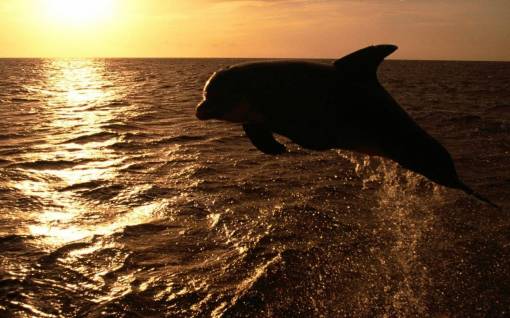 Дельфин в прыжке