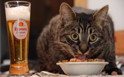 Пиво для кошек