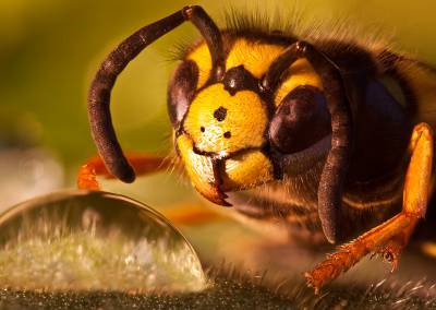 Пчела макро