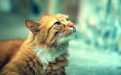 Рыжий котэ