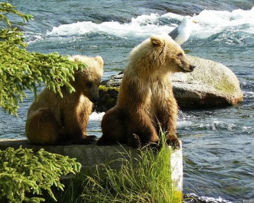 Медвежата на Аляске