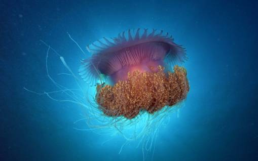 Мохнатая медуза