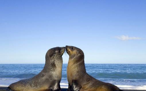 Поцелуй тюленей