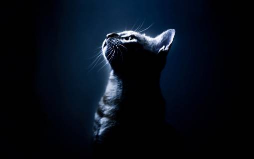 Красивое фото кота