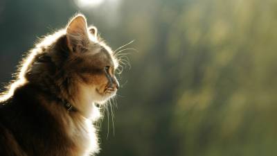 Домашний кот