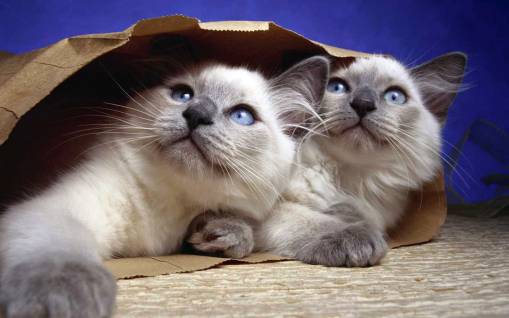 Кошки в пакете