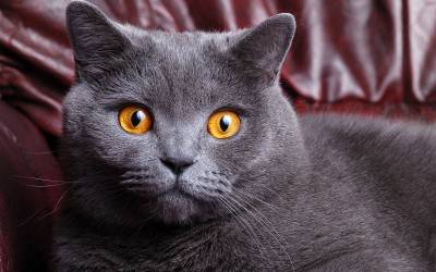 Британский короткошерстный кот