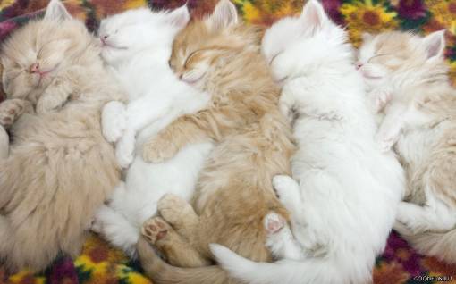 Спящие котята