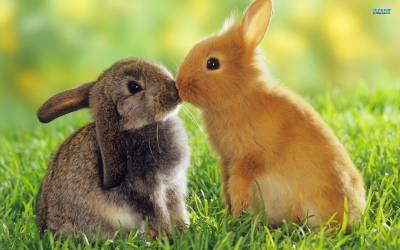 Поцелй кроликов