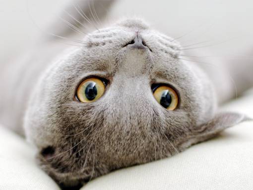 Шотландская вислоухая кошка