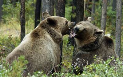 Медвежья драка
