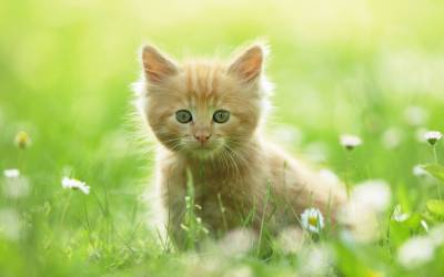 Маленький котенок