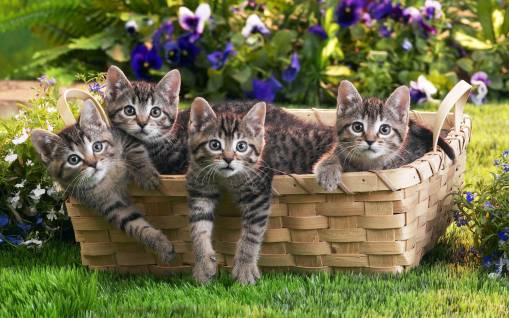 Котята в корзине