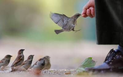 Птица кушает из рук человека