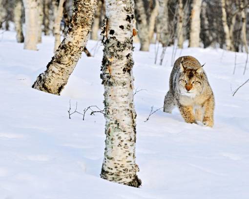 Рысь в зимнем лесу