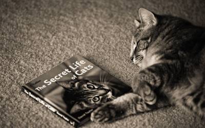 Книга о кошках