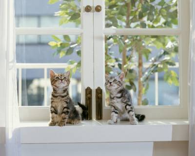 2 котенка