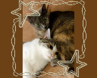 2 кота